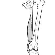 semimembranosus.png