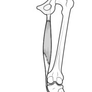 Illustration from the back of the knee to show the attachment of the semitendinosus muscle to both the pelvis and the back of the tibia bone.