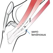 semitendinosus-04.png